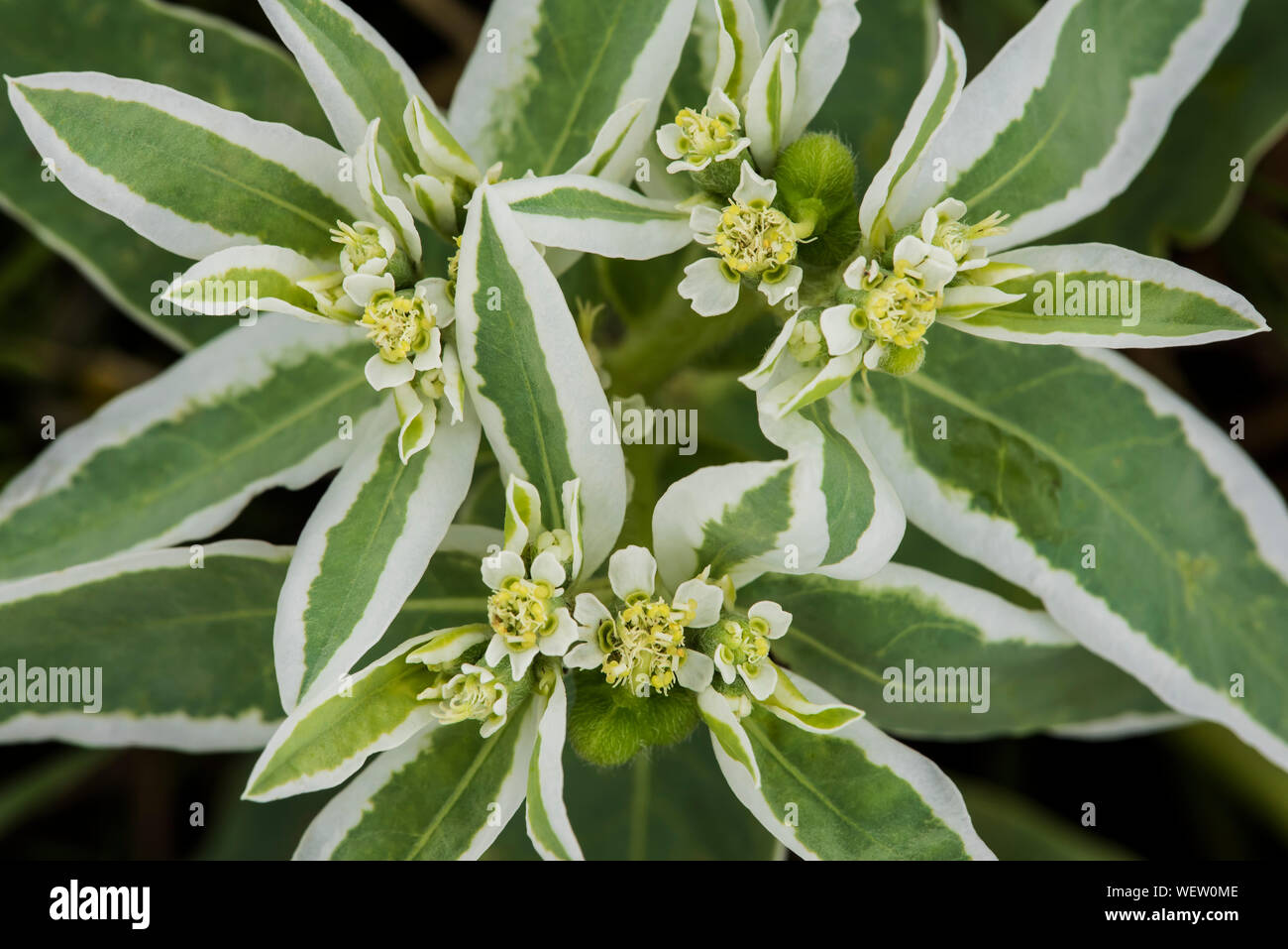 Snow-on-the-mountain (Euphorbia marginata), closeup of flowers, Badlands National Park, S. Dakota, USA, by Bruce Montagne/Dembinsky Photo Assoc Stock Photo