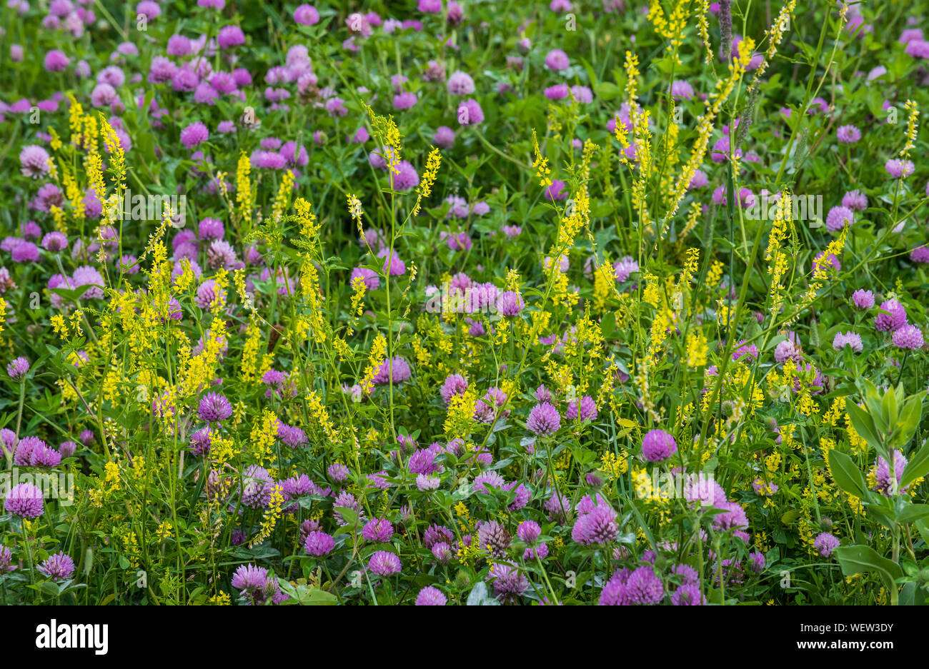 Yellow Sweet clover (Melilotus officinalis) & Red Clover (Trifolium pratense), Custer SP SD, by Bruce Montagne/Dembinsky Photo Assoc Stock Photo