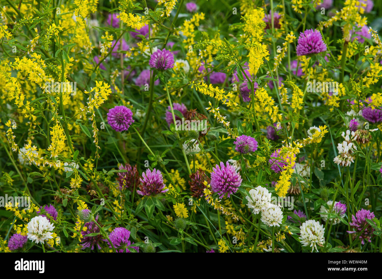 Yellow Sweet clover (Melilotus officinalis) & Red Clover (Trifolium pratense), Custer SP SD, by Bruce Montagne/Dembinsky Photo Assoc Stock Photo