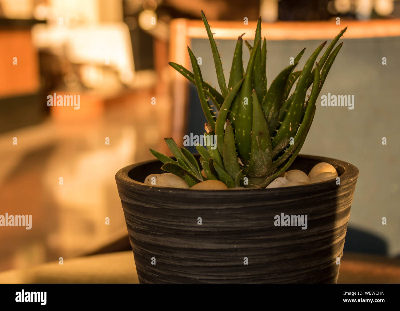 Succulent in a pot as a decorative centerpiece in a cafe area in a Mexico resort. Stock Photo