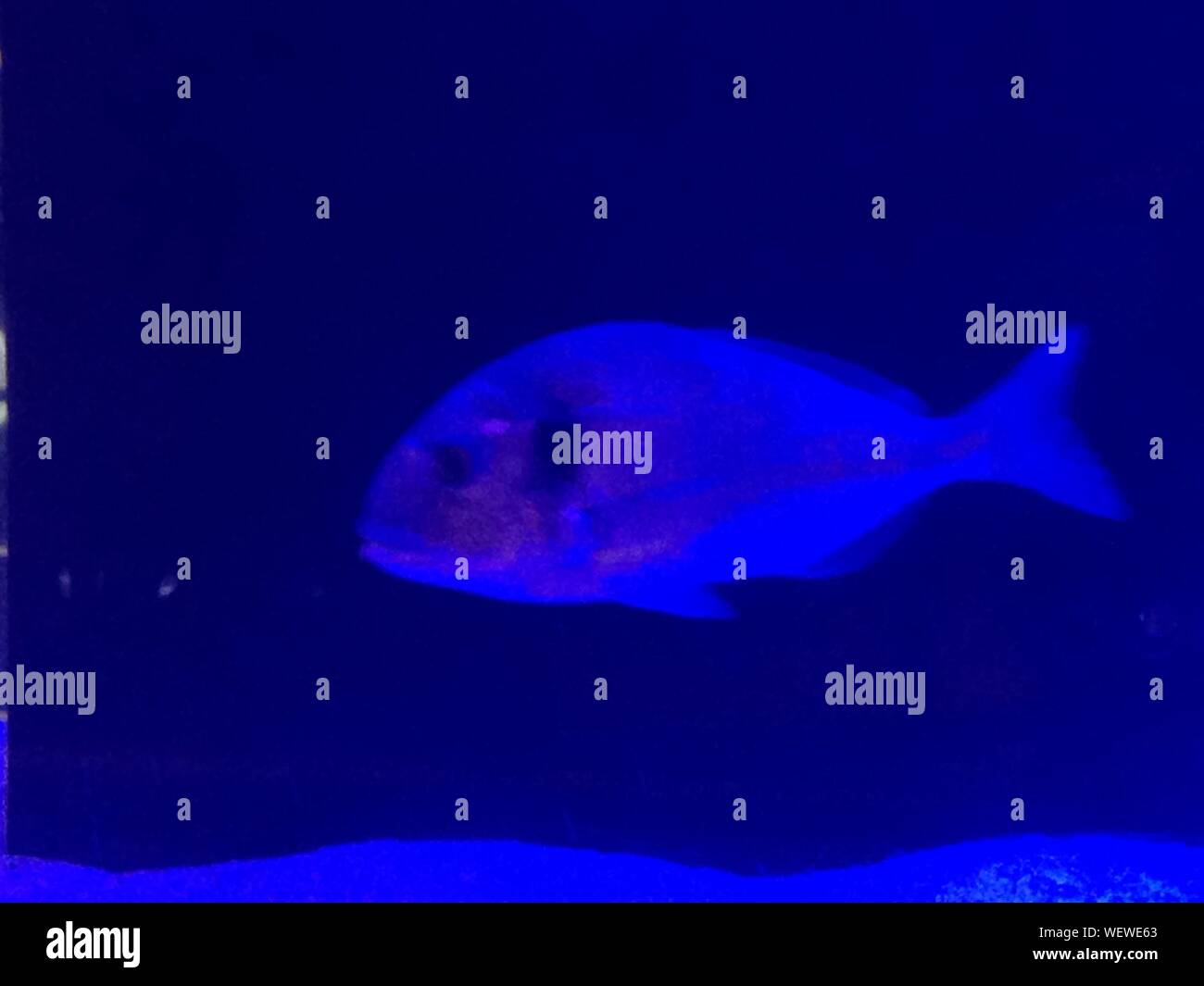 Blue Fish Swimming In Sea Stock Photo