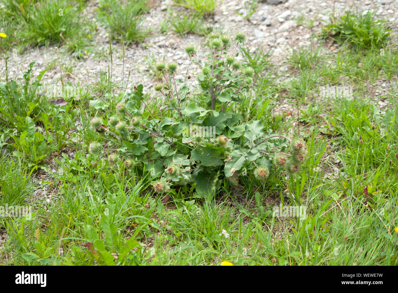 greater burdock Arctium lappa plant Stock Photo