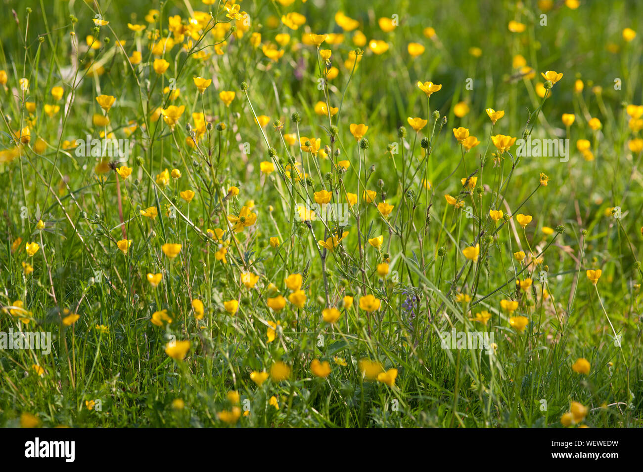 Ranunculus, buttercup water crowfoot plant Stock Photo