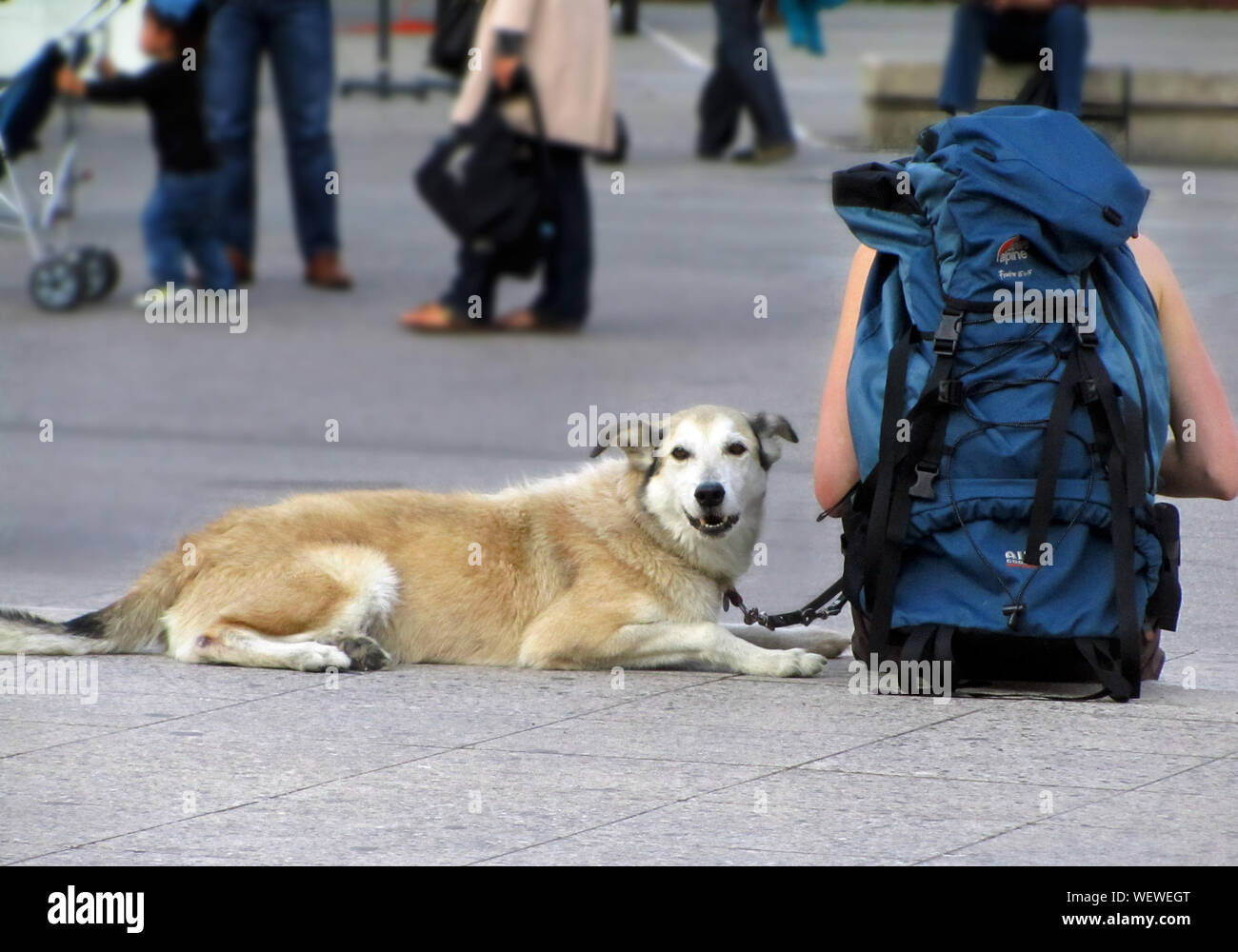 Hiking with large dog hi-res stock photography and images - Alamy