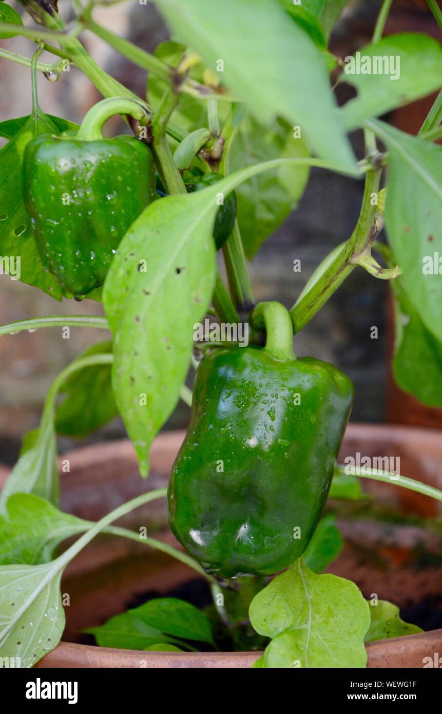 green peppers growing in a north london garden uk Stock Photo