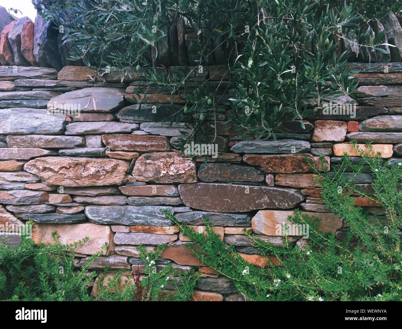 Stone wall tree hires stock photography and images Alamy