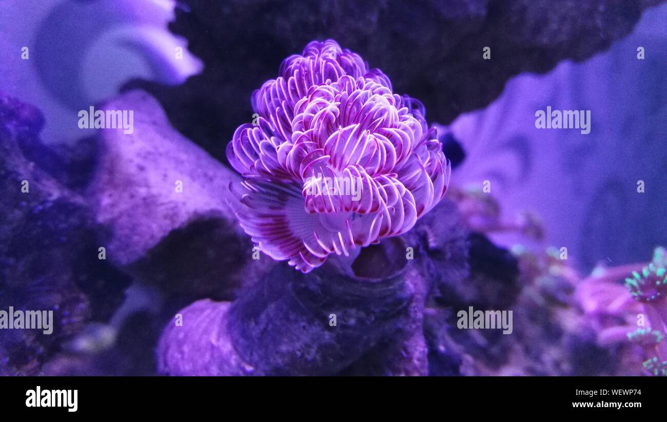 Close-up Of Purple Invertebrate Underwater Stock Photo