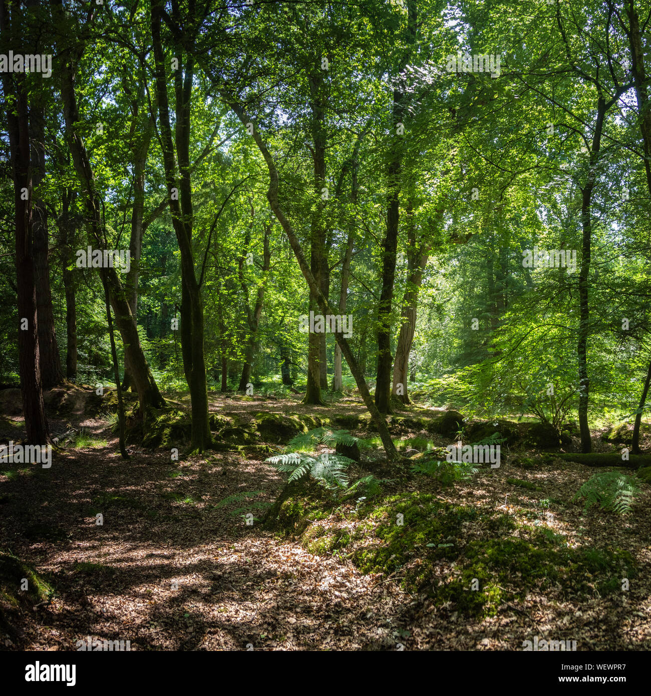 Woodland and heath in the new forest Hampshire England UK Stock Photo