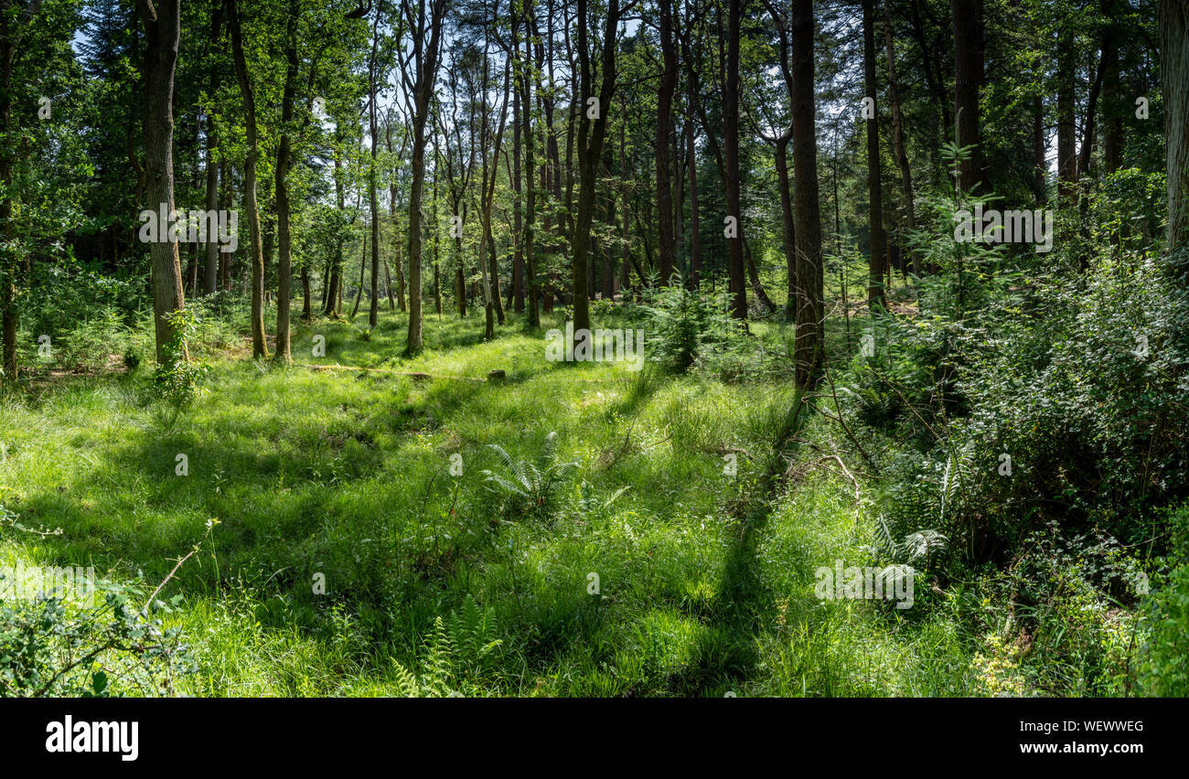 Woodland and heath in the new forest Hampshire England UK Stock Photo