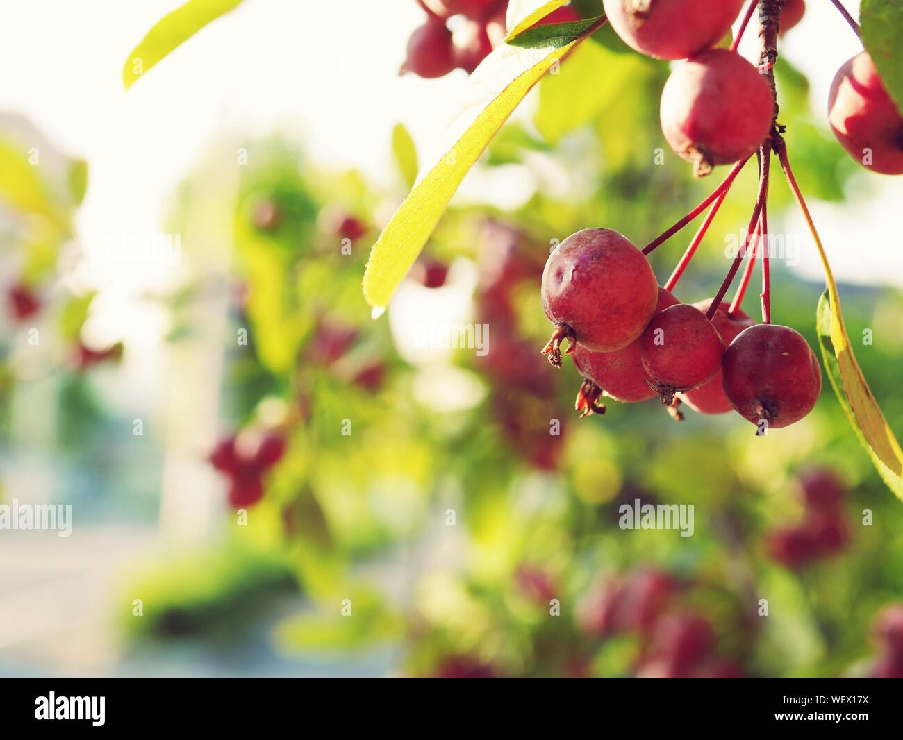 Cranberries Growing High Resolution Stock Photography and Images Alamy