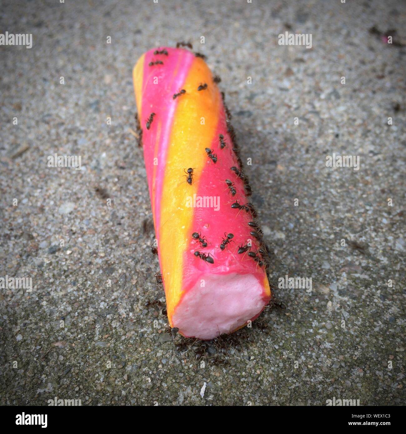 Ant candy hires stock photography and images Alamy