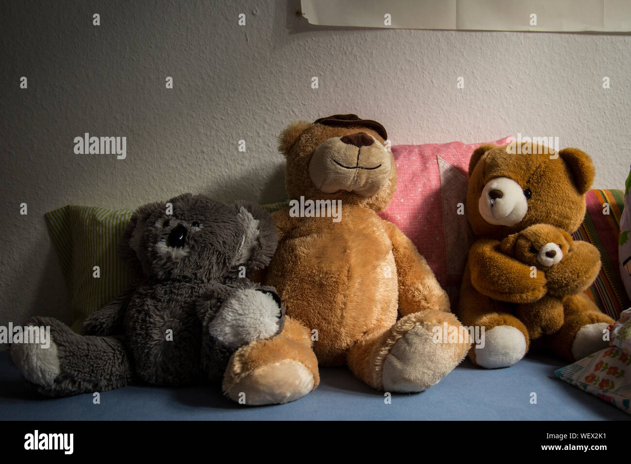 teddy cushions