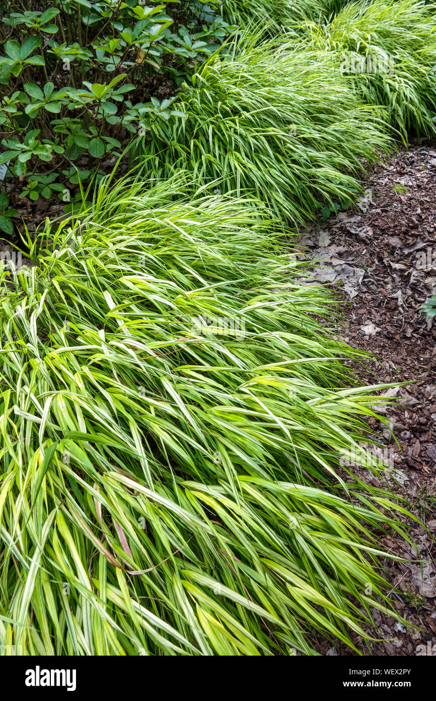 Hakonechloa macra Aureola, Hakone grass, Border Japanese forest grass, clumps under trees Stock Photo