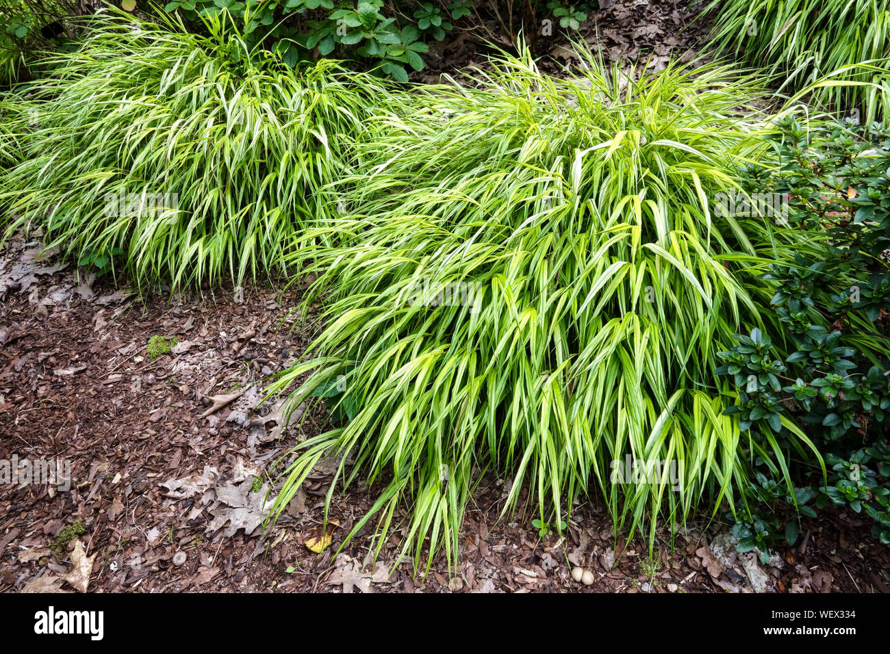 Hakonechloa macra "Aureola" Hakone grass, Japanese forest grass, Beauty