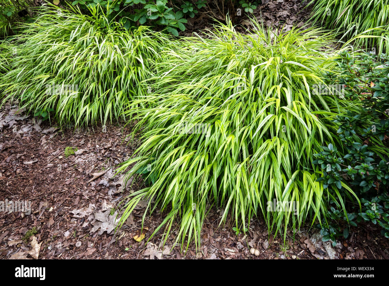 Hakonechloa macra 'Aureola' Hakone grass, Japanese forest grass, Beauty ornamental garden grass grow under tree Stock Photo