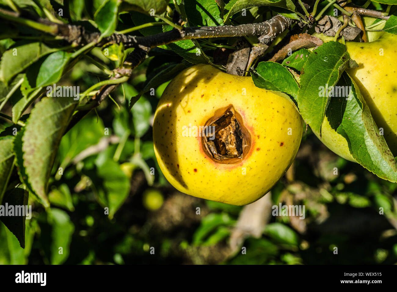 Rotting apple tree hires stock photography and images Alamy