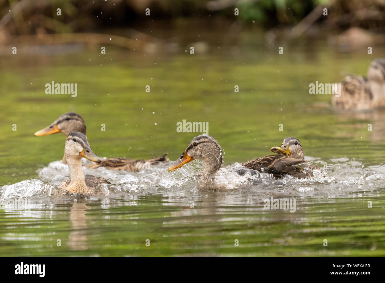 Female Mallard ducks splashing in a lake. Stock Photo