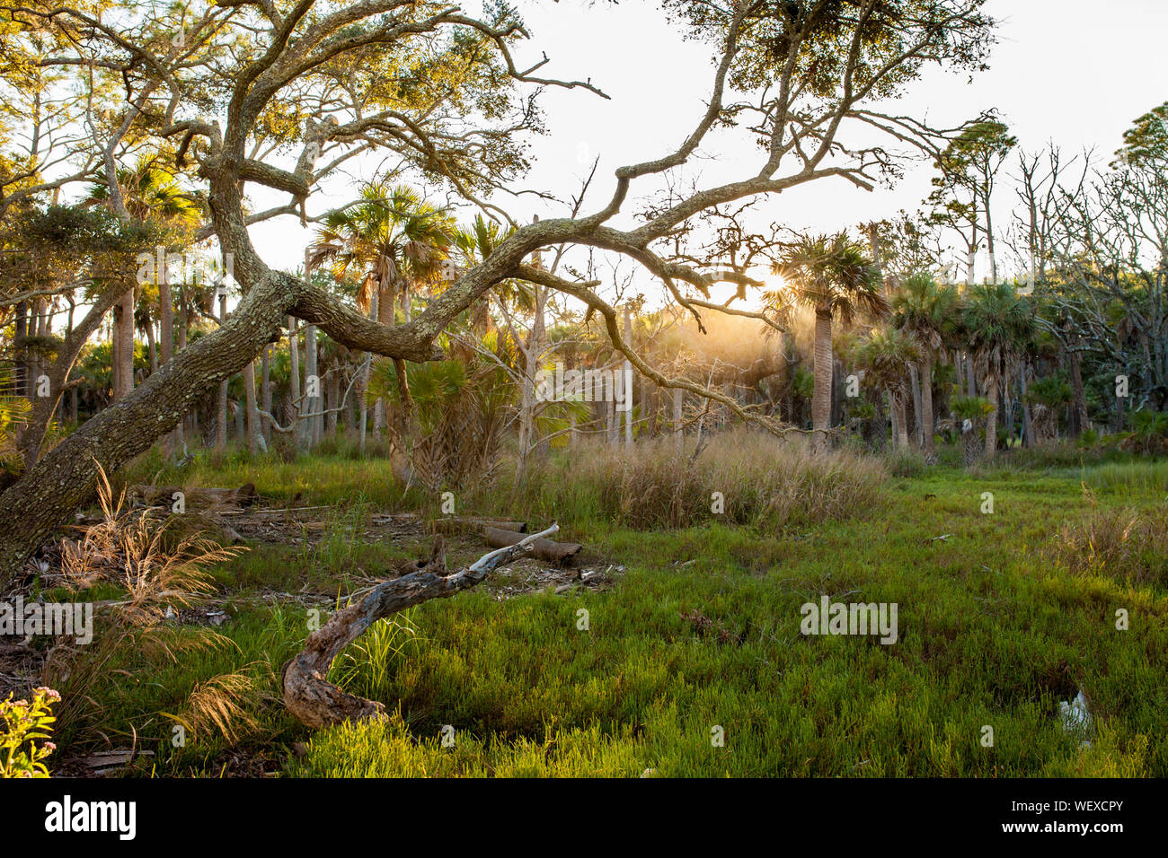 Coastal maritime forest in South Carolina Stock Photo Alamy