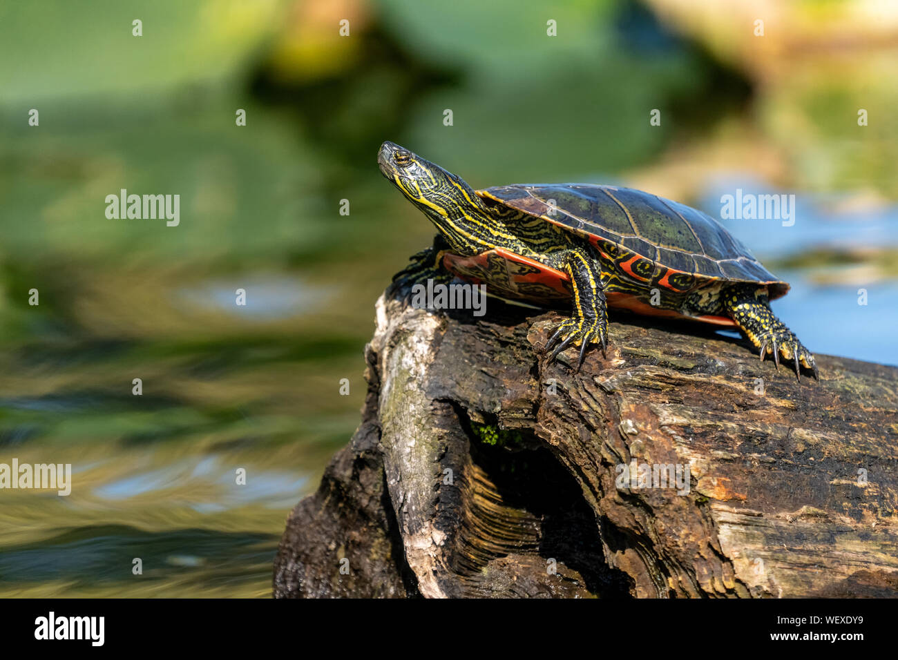 Issaquah, Washington, USA. Western Painted Turtle sunning on a log in