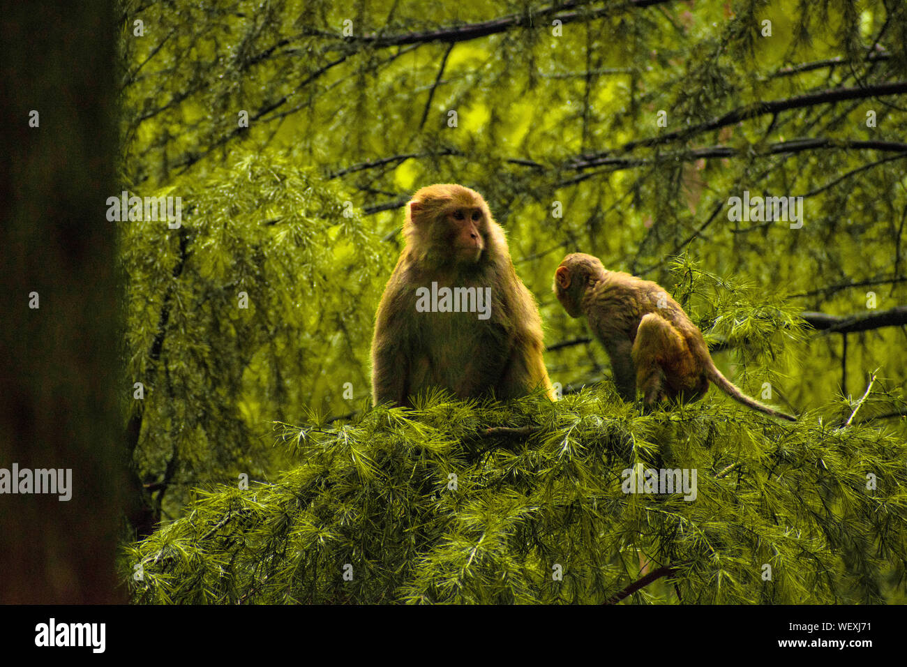 Sleeping Monkeys High Resolution Stock Photography and Images - Alamy