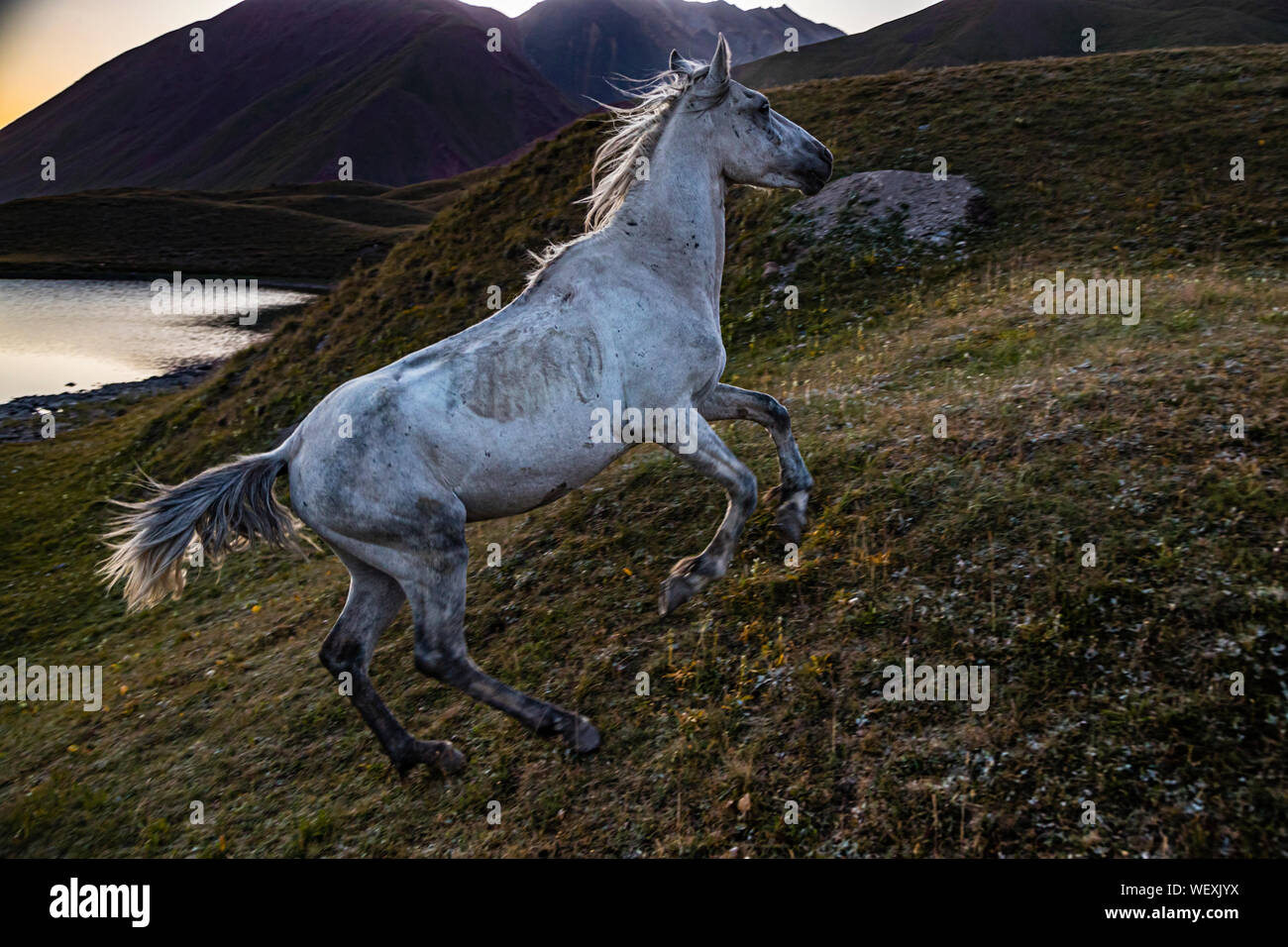Horses in Lake-Scenery near Pik Lenin, Kyrgyzstan Stock Photo