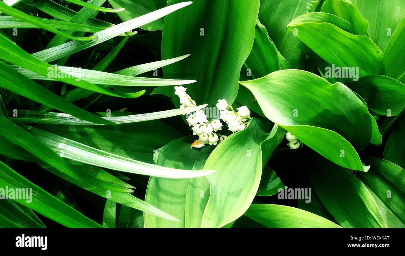 Leaves lily of the valley hi-res stock photography and images - Alamy