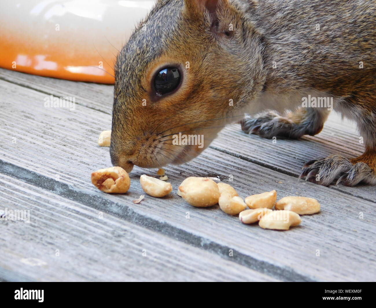 Squirrel with peanuts hires stock photography and images Alamy