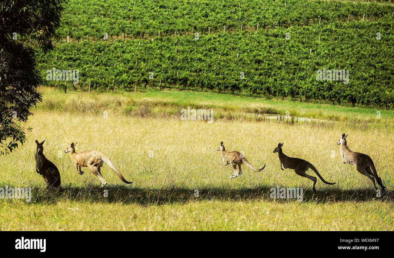 Kangaroos Jumping High Resolution Stock Photography and Images Alamy