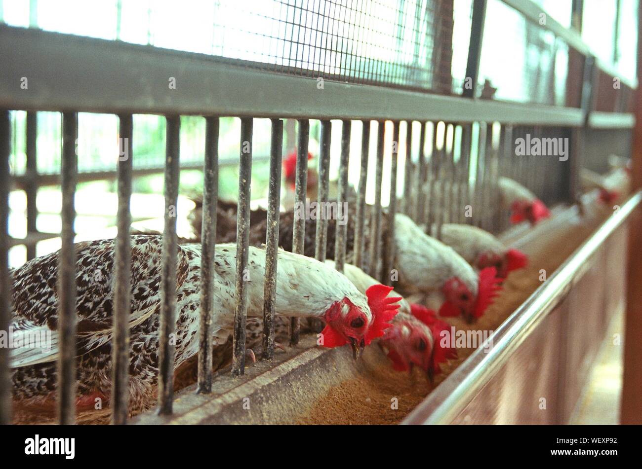 Chicken processing factory hires stock photography and images Alamy