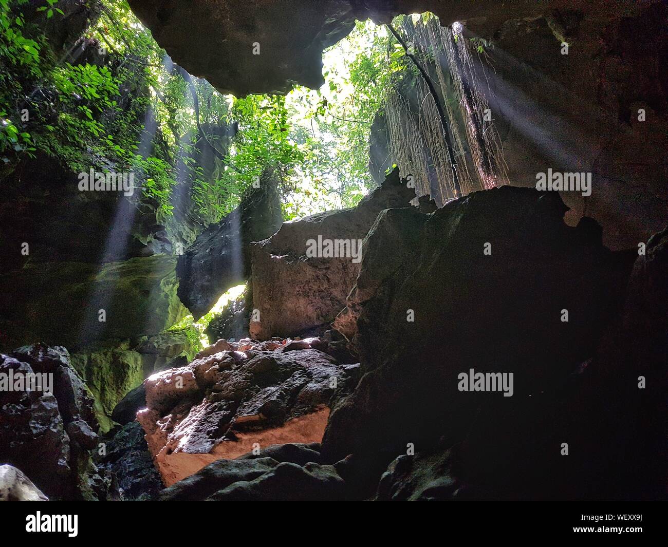 View Of Bat Cave At Forest Stock Photo Alamy