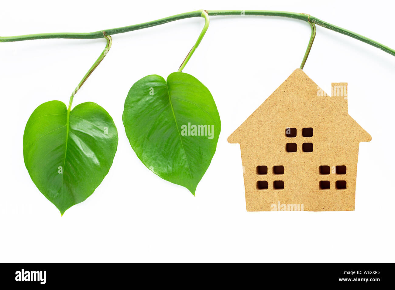 Little wooden house with green heart leaves philodendron on white background. Stock Photo