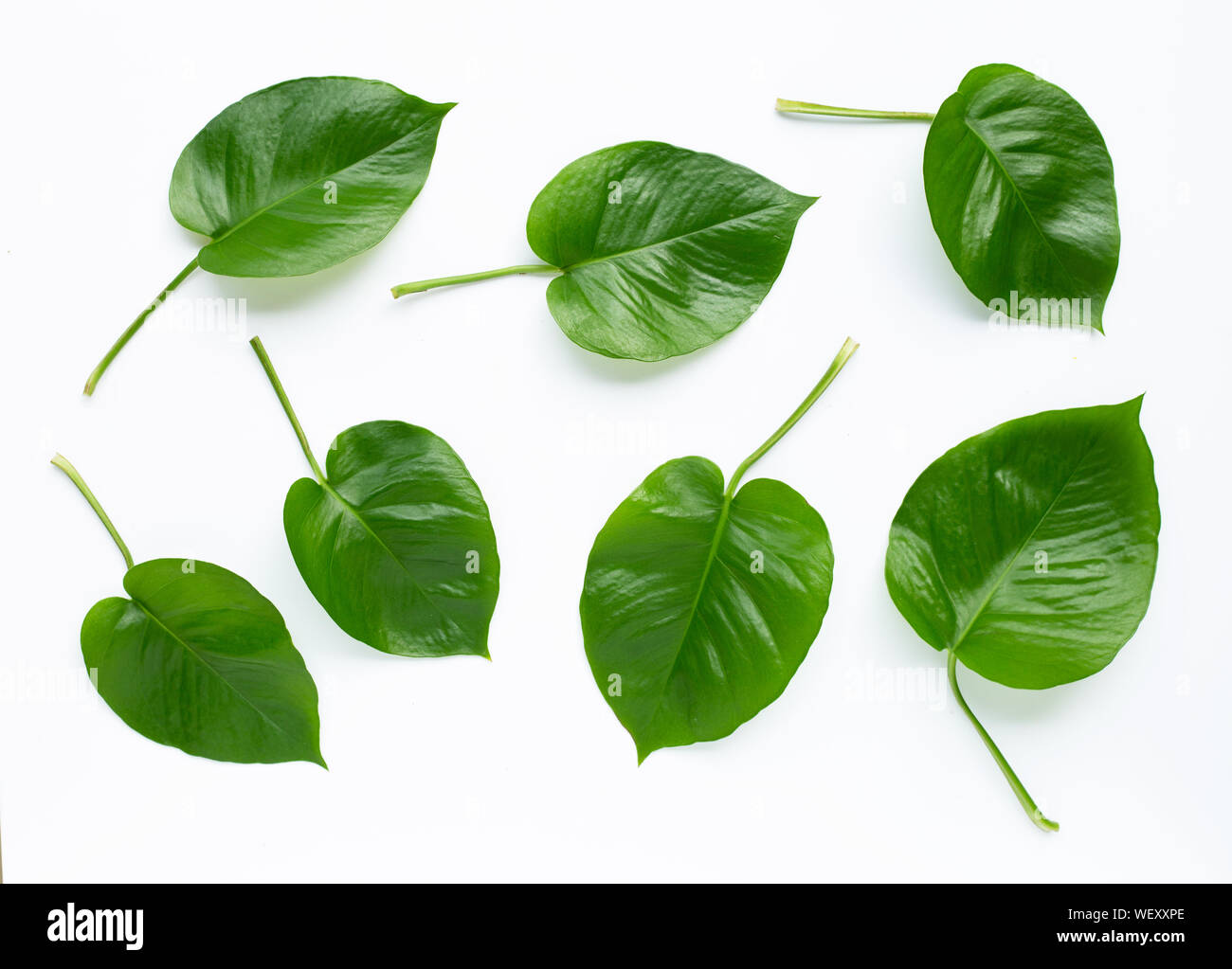Green heart leaves philodendron on white background Stock Photo - Alamy