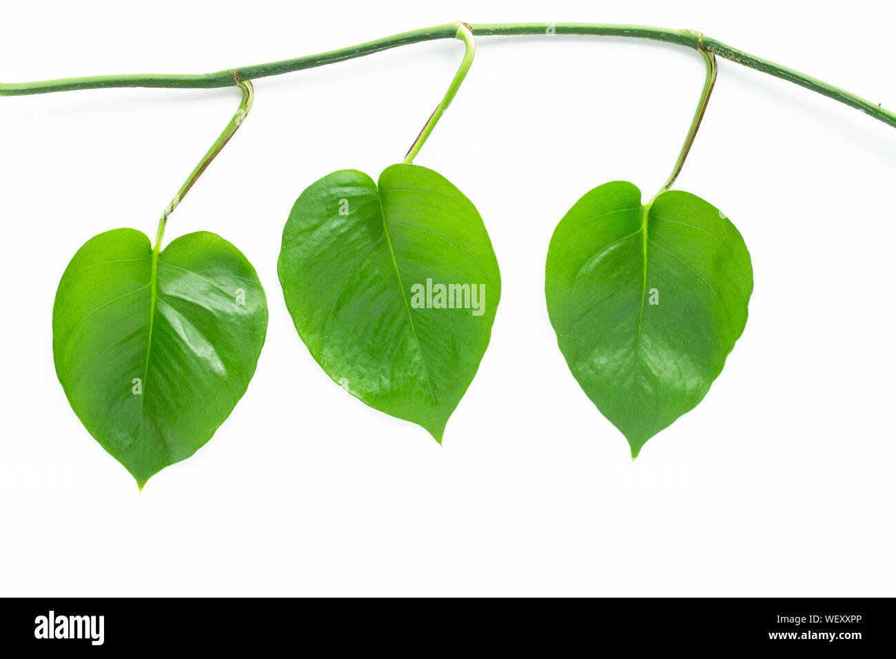 Green heart leaves philodendron on white background. Stock Photo