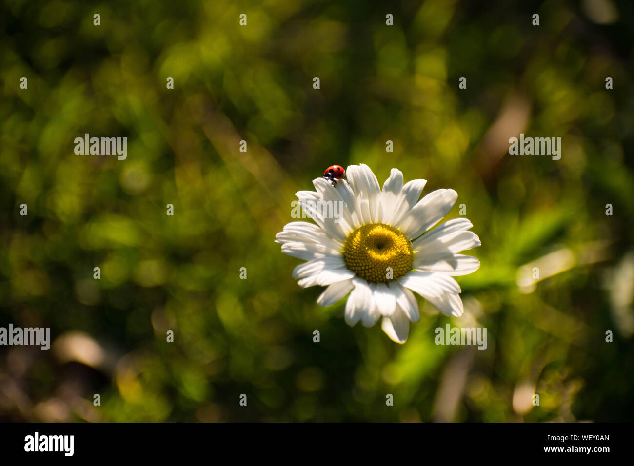 A close up shot of flowers in the garden making perfect wallpaper backgrounds. Stock Photo