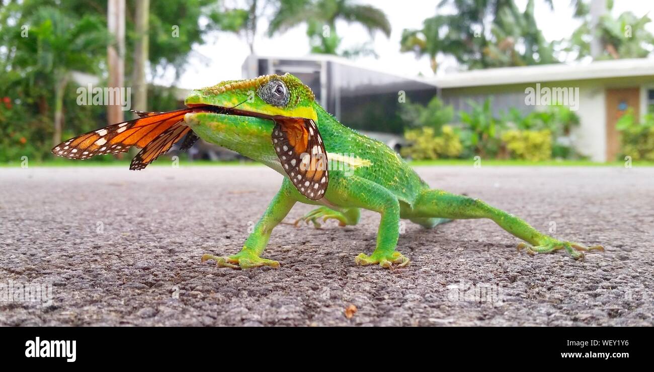 Butterfly Lizard High Resolution Stock Photography and Images Alamy