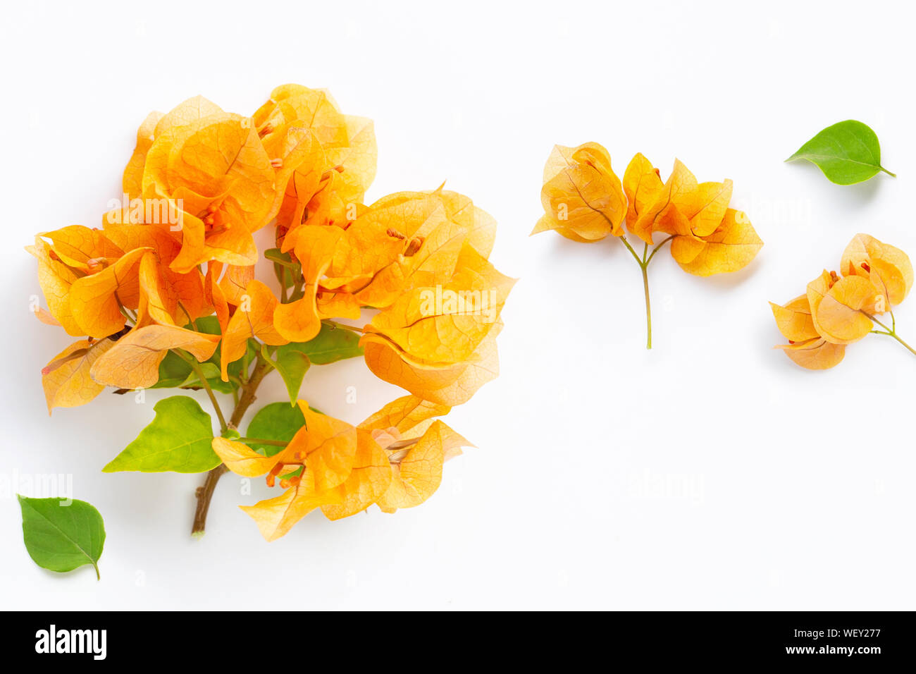 Beautiful orange bougainvillea flower with leaves on white background. Stock Photo