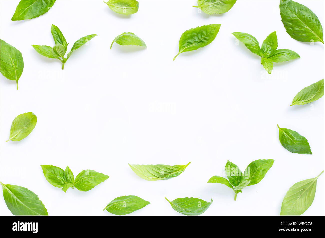 Frane made of basil leaves on white background. Stock Photo