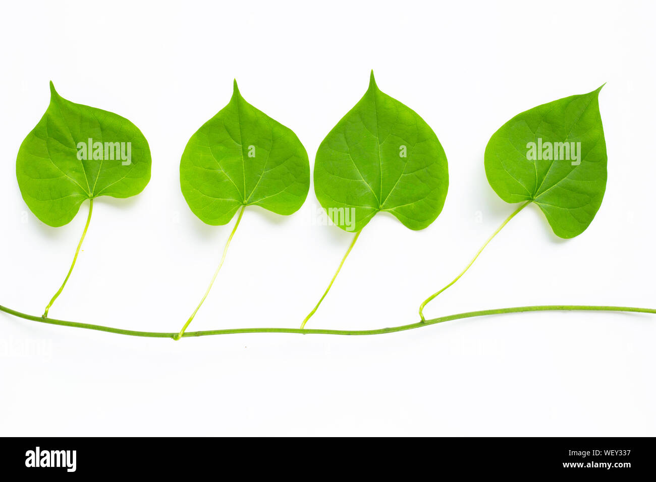 Green leaves heart shaped on white background Stock Photo - Alamy