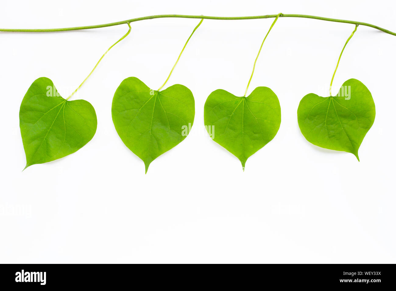 Green leaves heart shaped on white background Stock Photo - Alamy