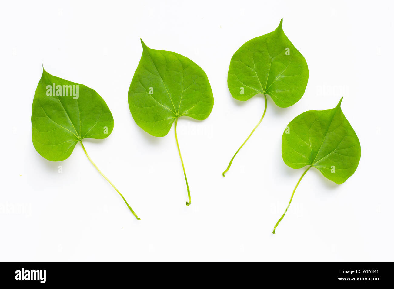 Green leaves heart shaped on white background Stock Photo - Alamy