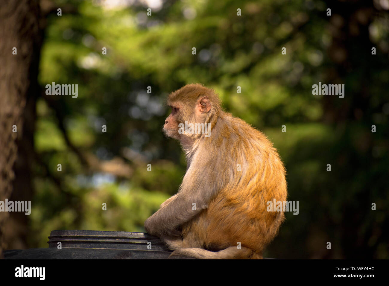 Monkey sitting on a branch of a tree or something which is its natural habitat. A natural background of thick forest is given around it. Stock Photo