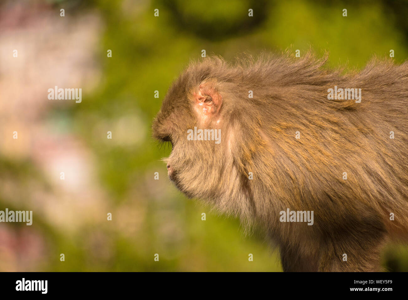 Monkey sitting on a branch of a tree or something which is its natural habitat. A natural background of thick forest is given around it. Stock Photo