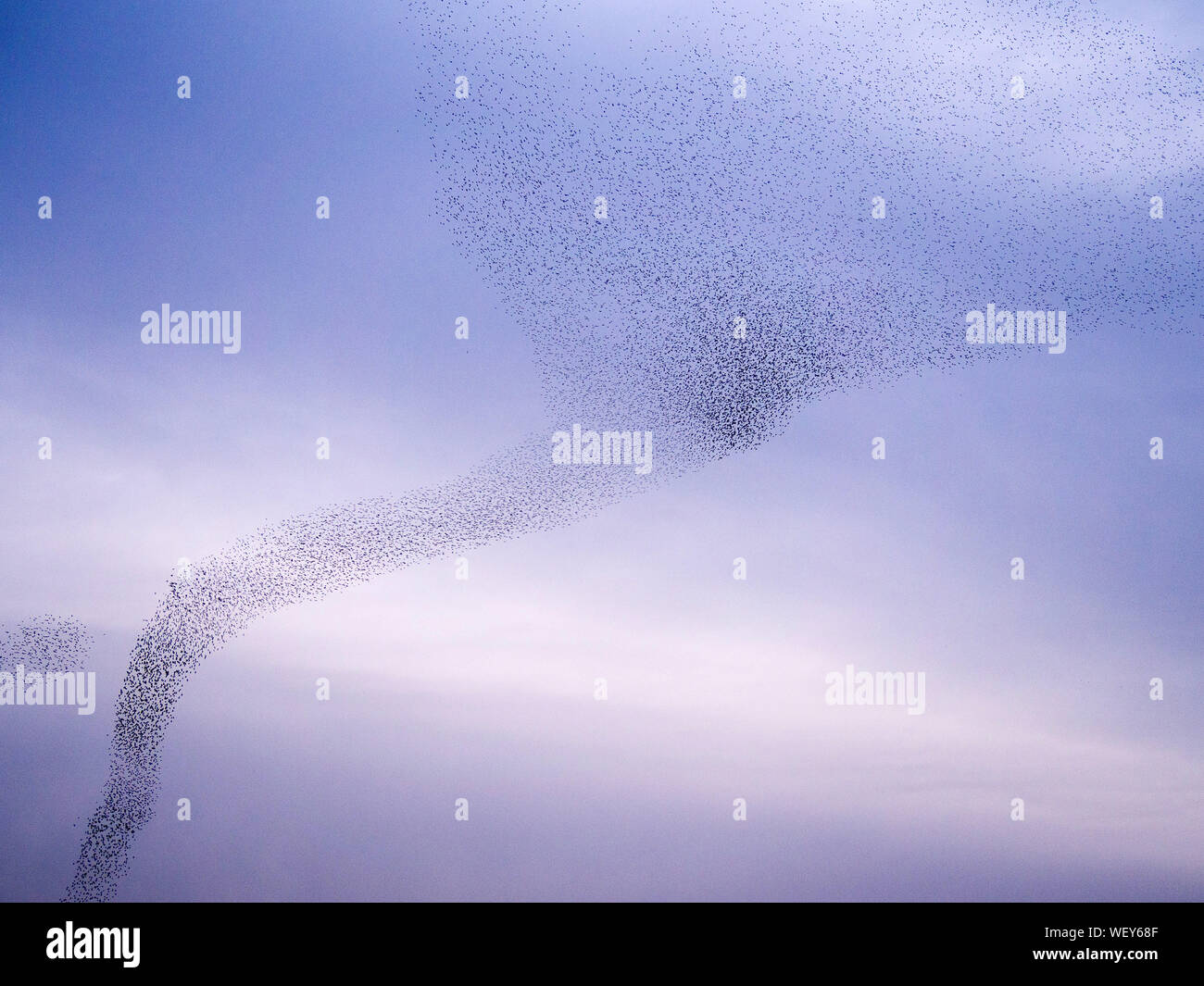 Large Flying Insects High Resolution Stock Photography and Images - Alamy