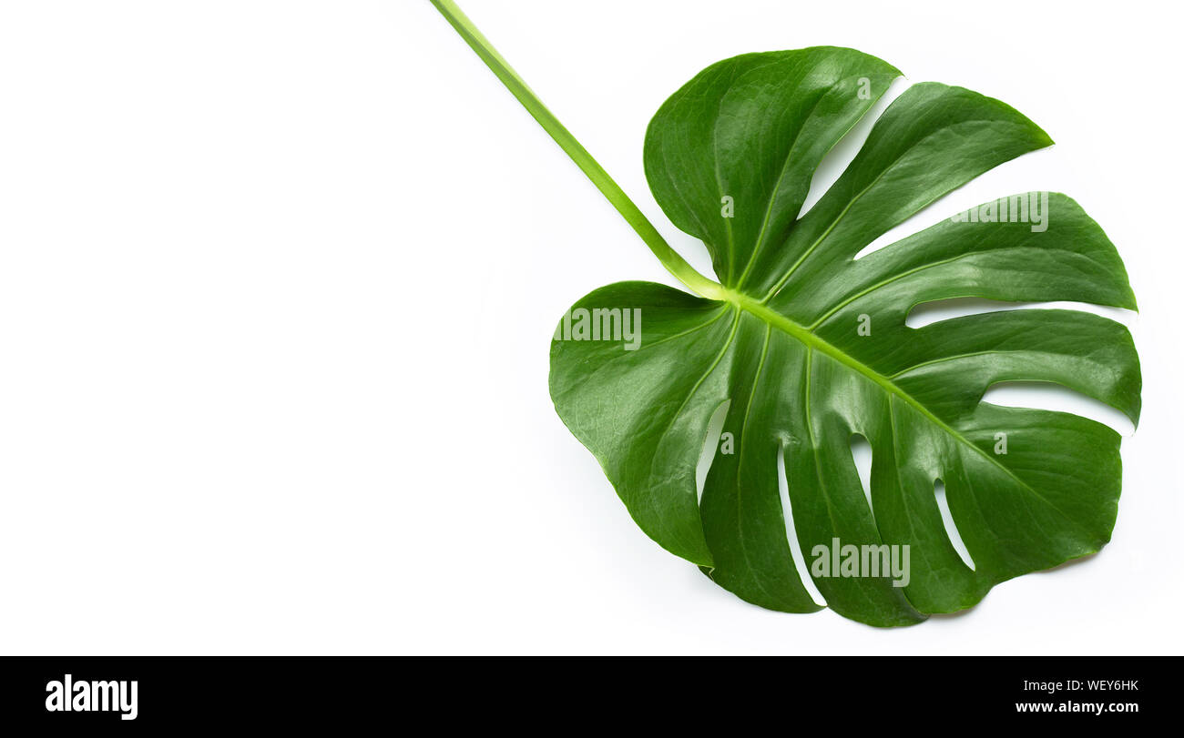 Monstera plant leaf on white background Stock Photo