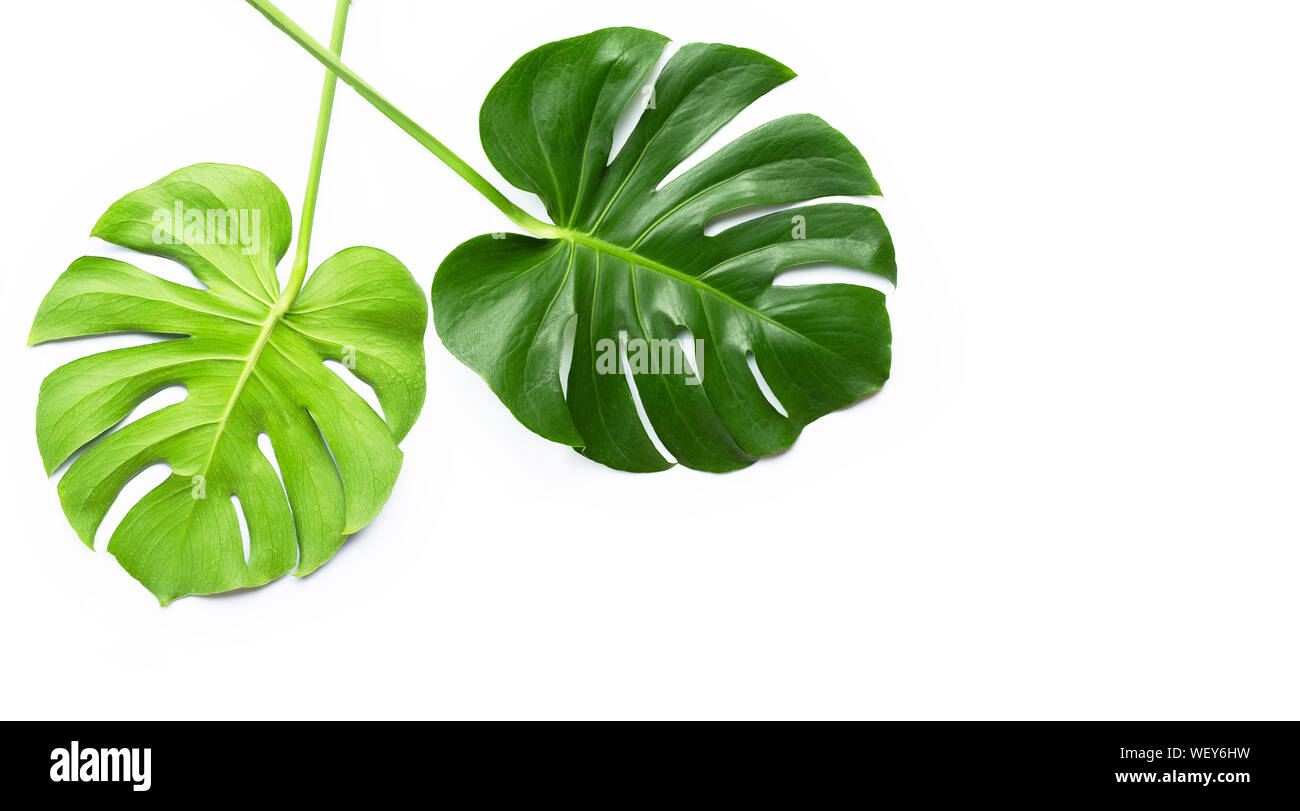 Monstera plant leaves on white background Stock Photo