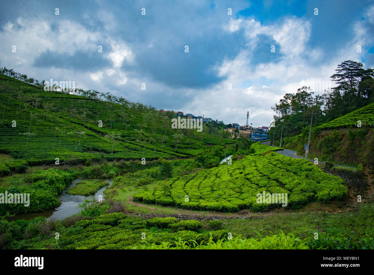 Tea plantations in Vagamon, Idukki. A part of Western Ghats in india