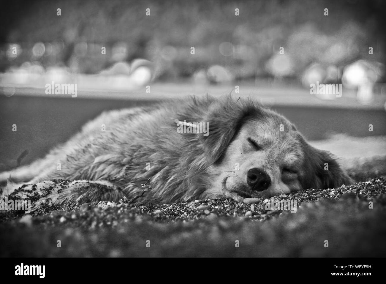 Sleeping in he beach hires stock photography and images Alamy