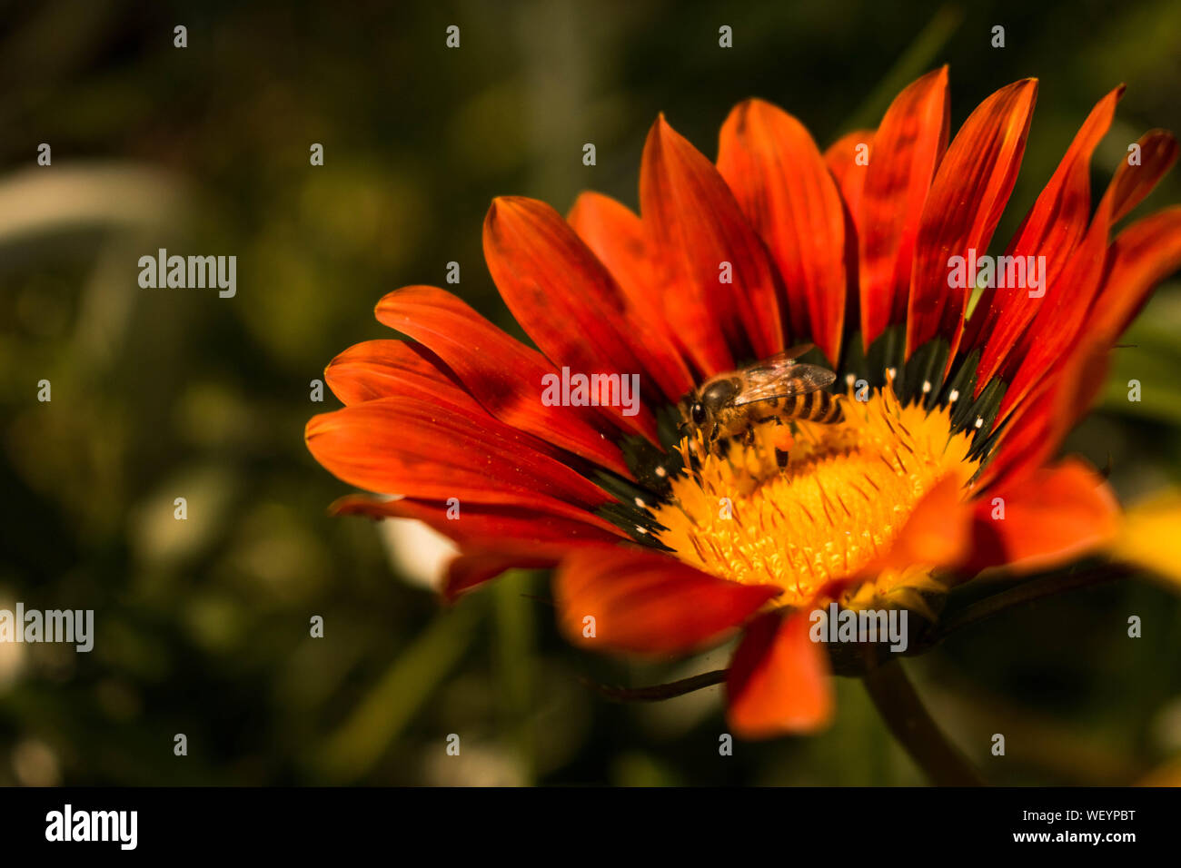 A close up shot of flowers in the garden making perfect wallpaper backgrounds. Stock Photo