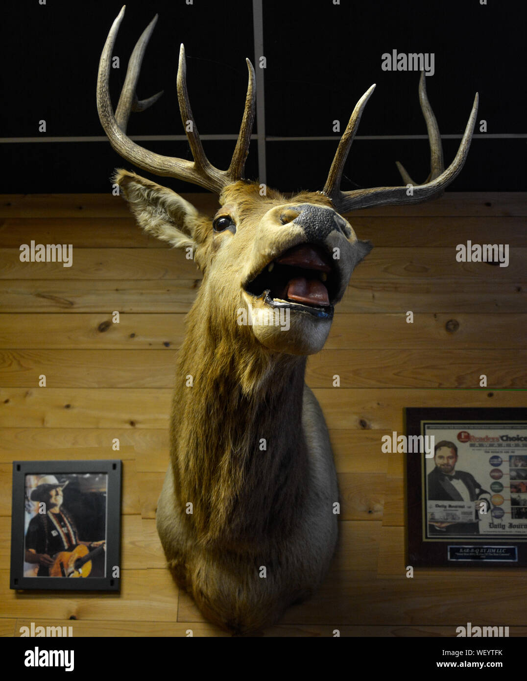 An old style interior for Bar-B-Q by Jim restaurant, with deer head with antlers wall mount with photographs and posters in Tupelo, MS, USA Stock Photo