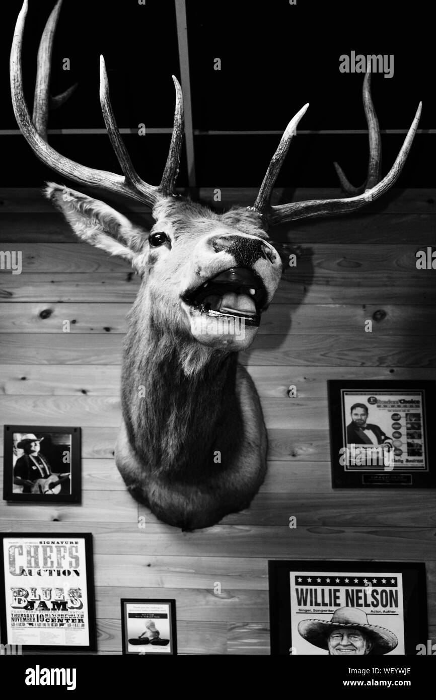 An old style interior for Bar-B-Q by Jim restaurant, with deer head with antlers wall mount with photographs and posters in Tupelo, MS, USA Stock Photo